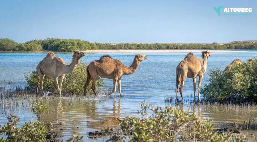 Private trip to wadi el gemal from marsa alam