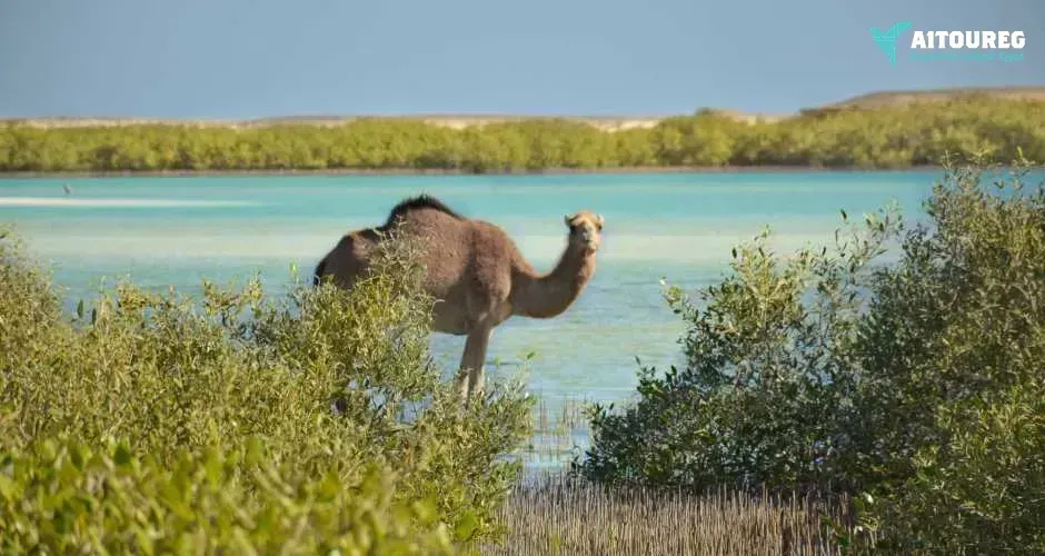 Private trip to wadi el gemal from marsa alam