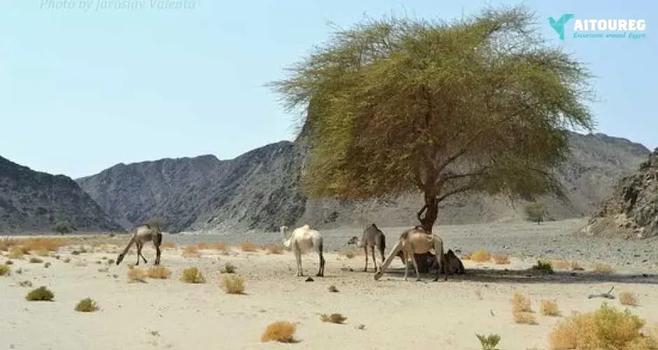 Private trip to wadi el gemal from marsa alam