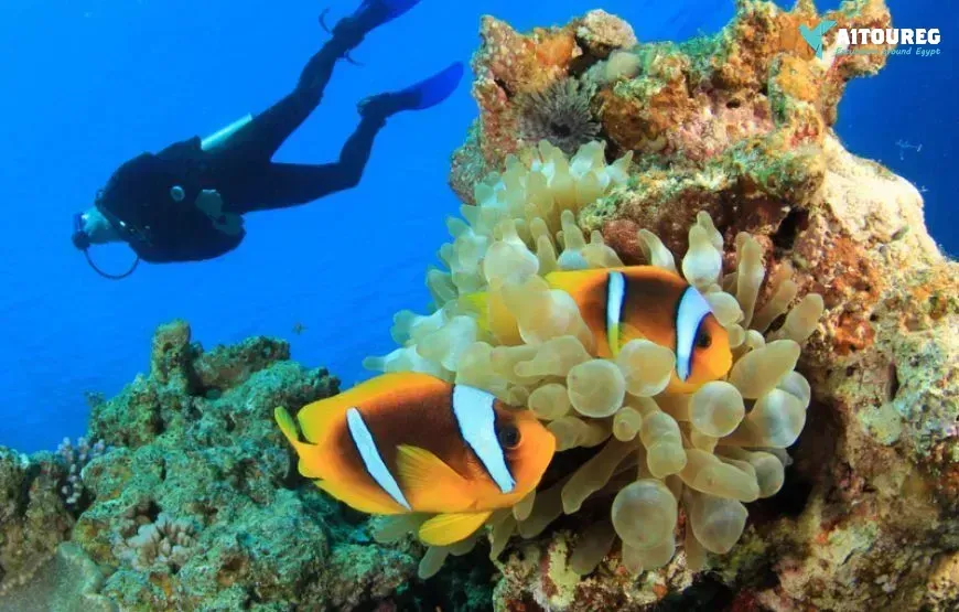 Scuba diving excursions from sahl hasheesh