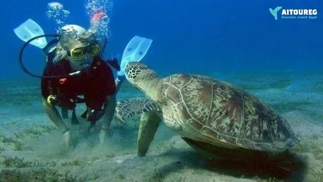 Scuba diving trip from hurghada