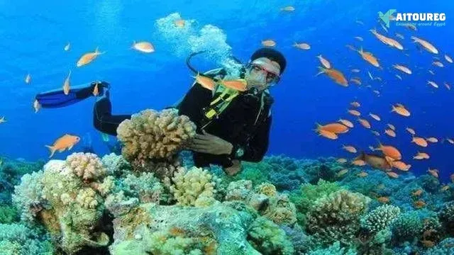 Scuba diving trip from hurghada