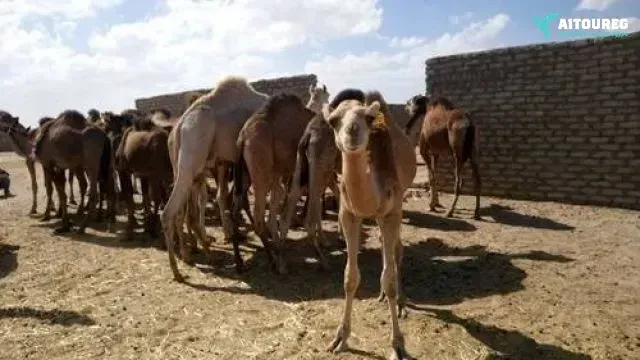 Shalateen tour from marsa alam