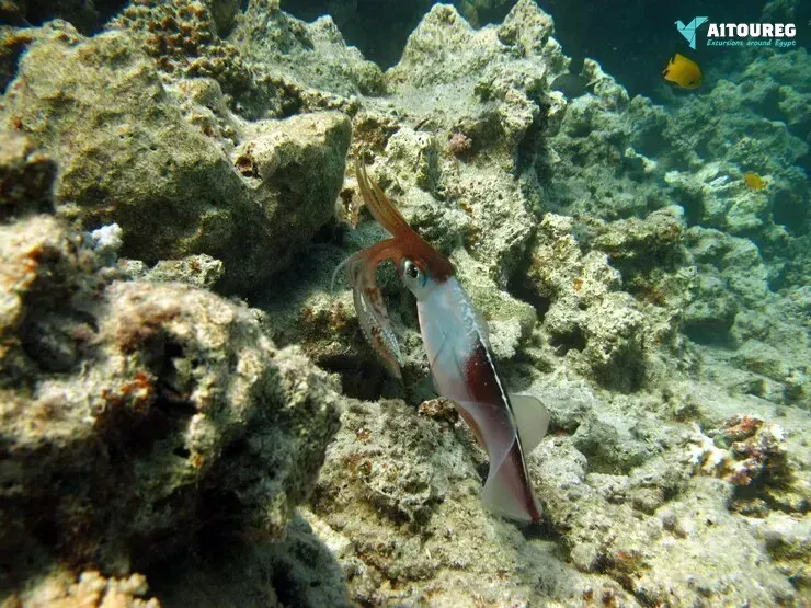 Sharm el luli snorkeling tours from marsa alam tours
