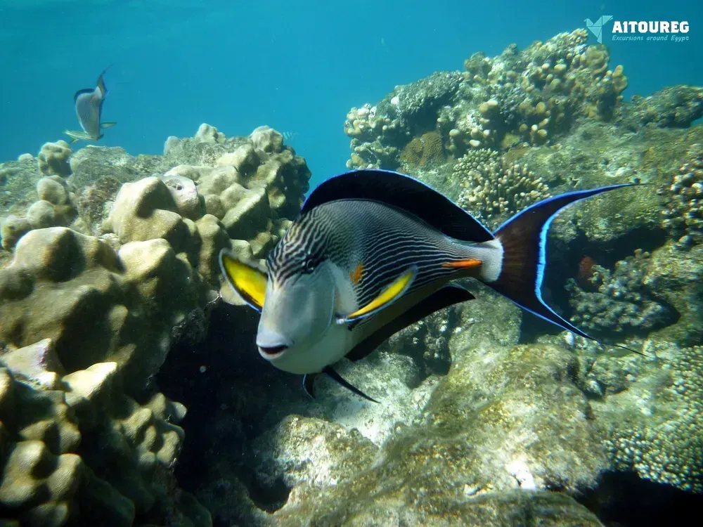 Sharm el luli snorkeling tours from marsa alam tours