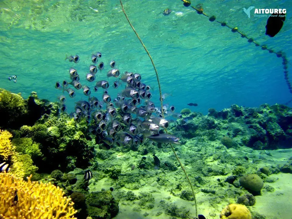 Sharm el naga bay snorkeling trip from el gouna egypt red sea