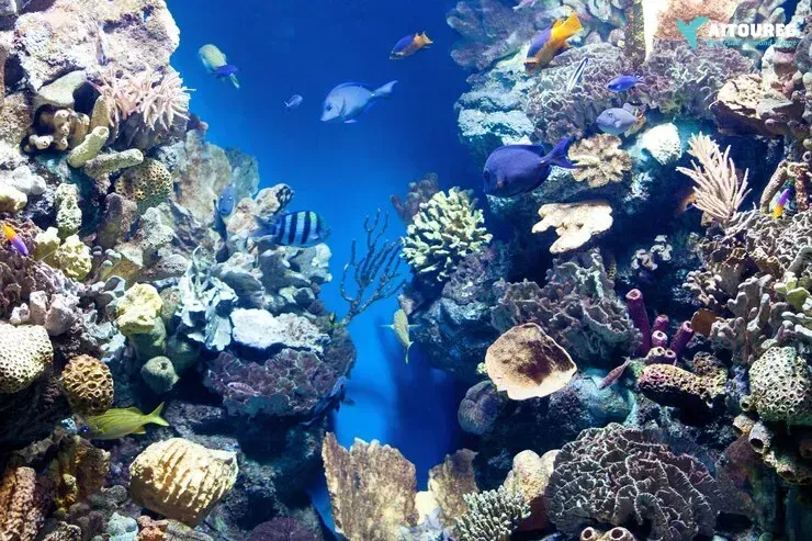 Sharm El Naga snorkeling day trip from Hurghada.