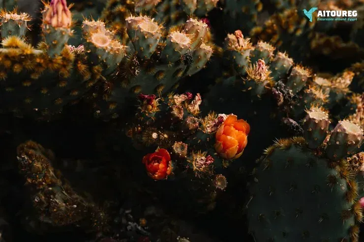 Sharm El Naga snorkeling day trip from Hurghada.