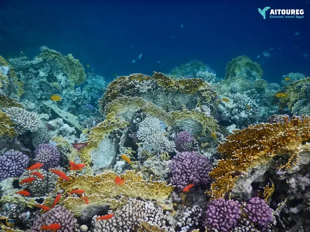 Sharm el naga bay snorkeling trip from sahel hashesh
