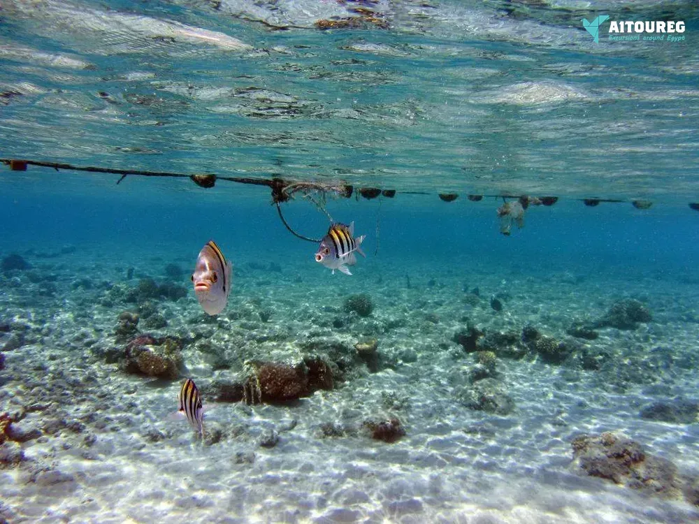 Sharm el naga bay snorkeling trip from sahel hashesh
