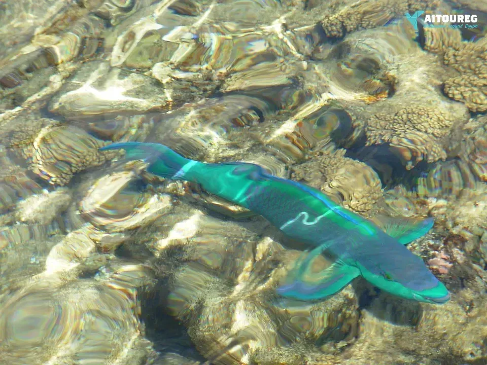 Snorkeling trip at mahmya island from makadi