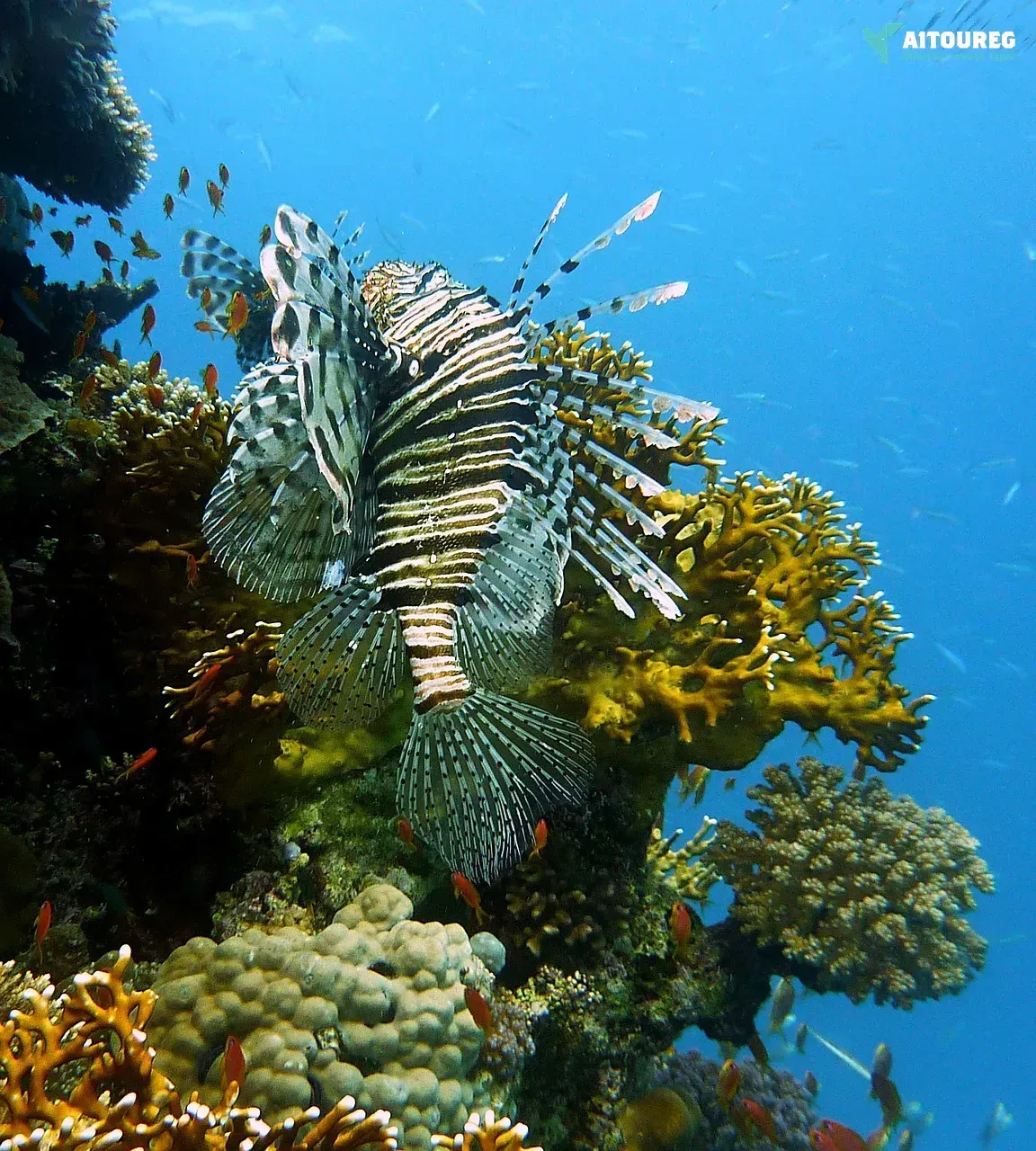 Snorkeling trip at mahmya island from makadi