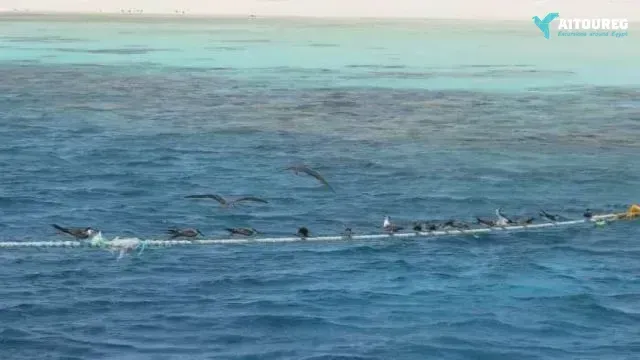 Snorkeling trip at port ghalib marina from marsa alam