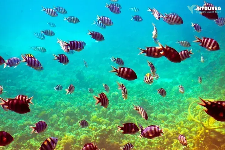 Snorkeling trip at port ghalib marina from marsa alam