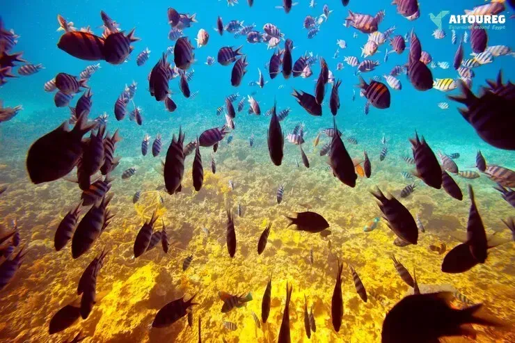 Snorkeling trip at port ghalib marina from marsa alam