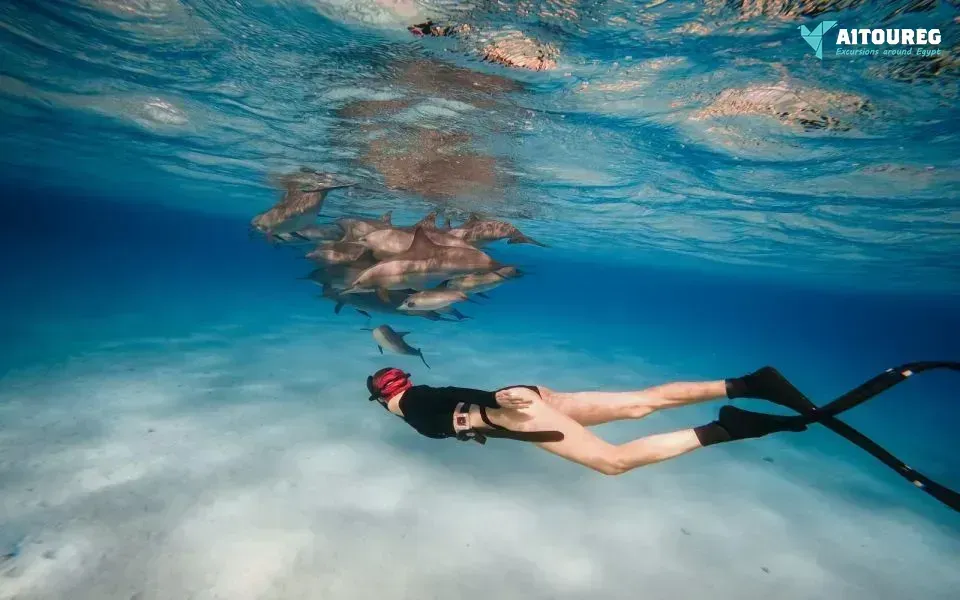 Snorkeling trip at sataya dolphin reef from el quseir