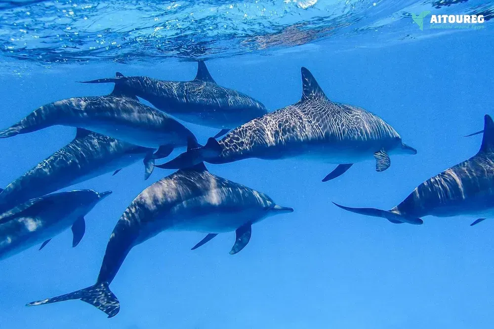 Snorkeling trip at sataya dolphin reef from el quseir