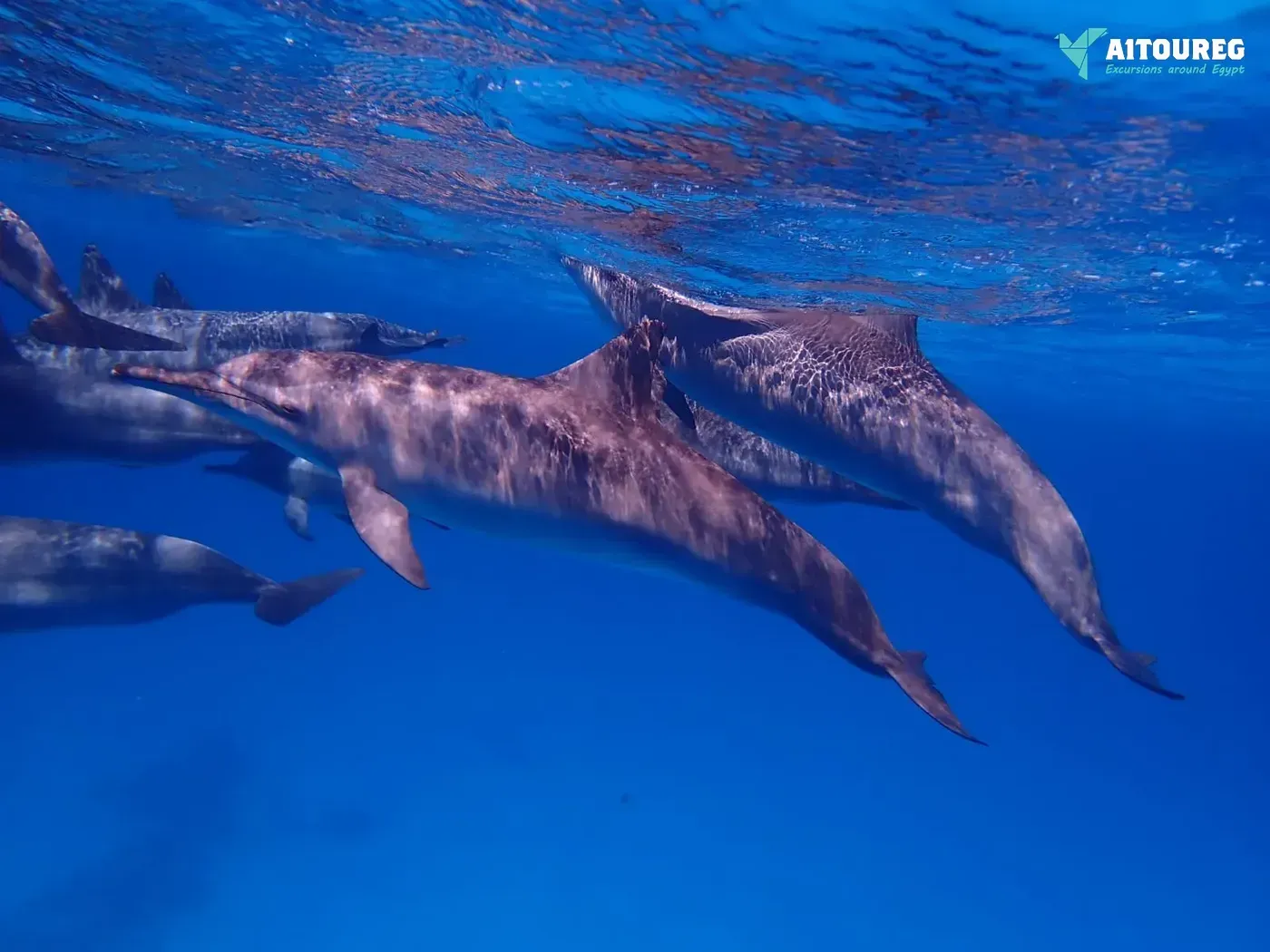 Snorkeling trip at satayh dolphin reef from portghalib