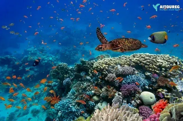 Snorkeling trip to hamata islands from el quseir