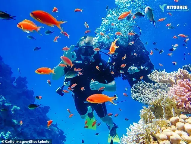 Snorkeling Tiran Island: Explore Stunning Coral Reefs Today.