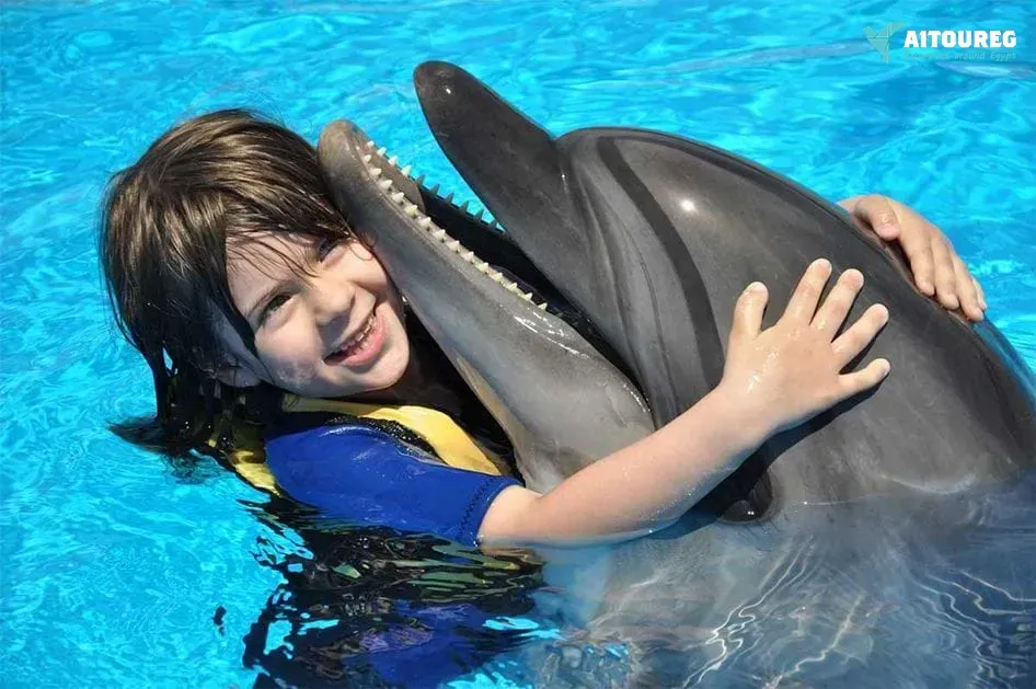 Swim with dolphins in hurghada