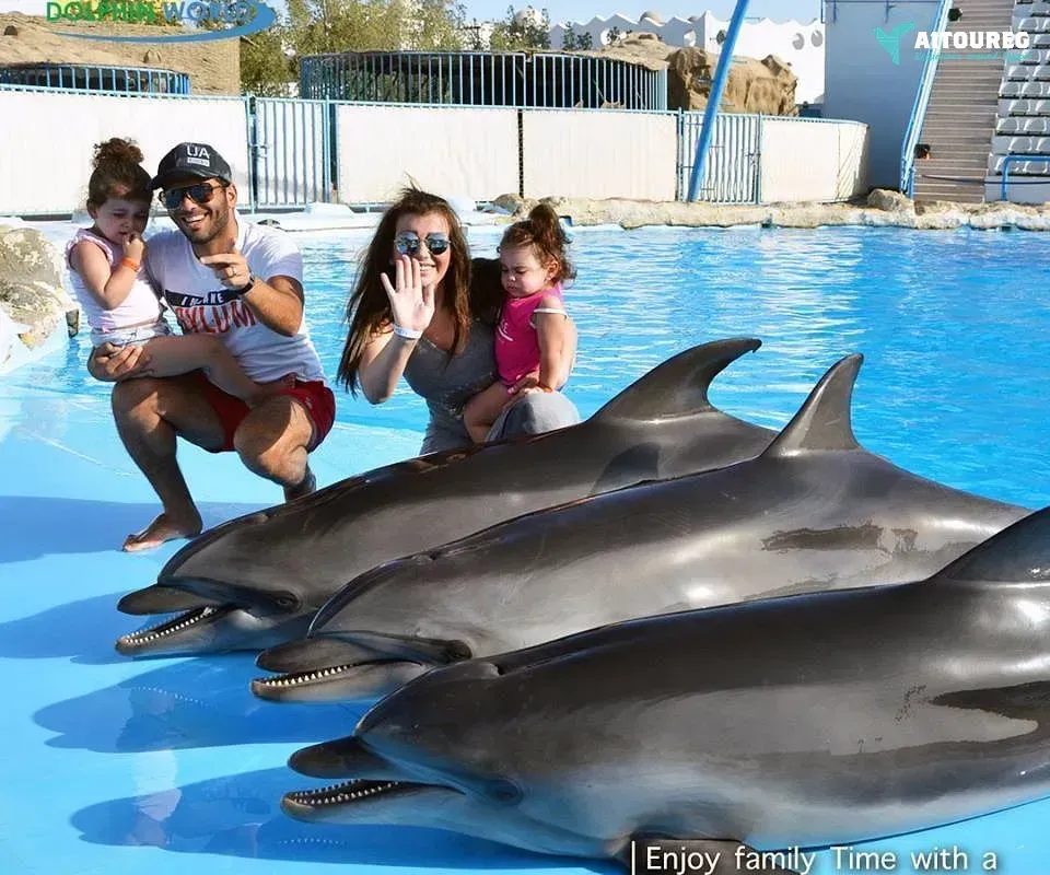 Swim with dolphins in hurghada