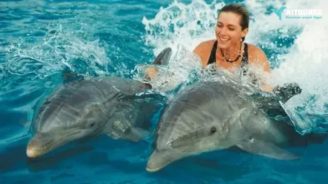 Swimming with dolphins excursion from hurghada