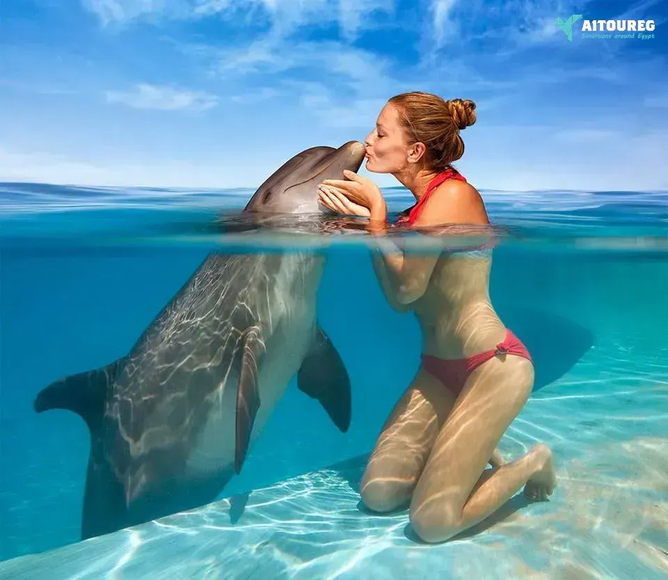 Swimming with dolphins excursion from sahel hashesh