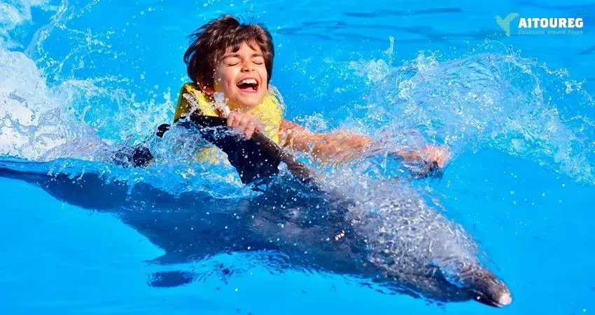 Swimming with dolphins excursion from sahel hashesh