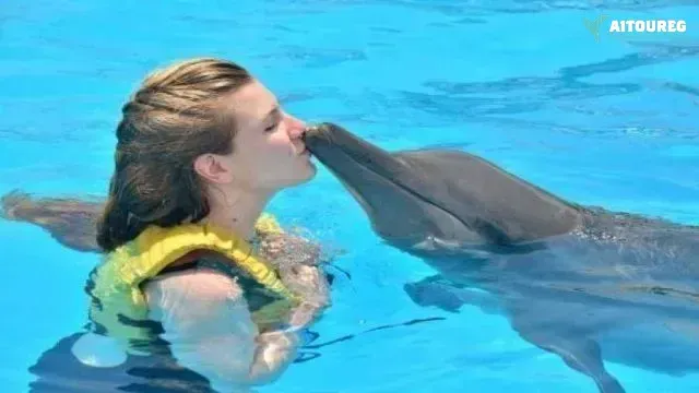 Swimming with dolphins excursion from sahel hashesh