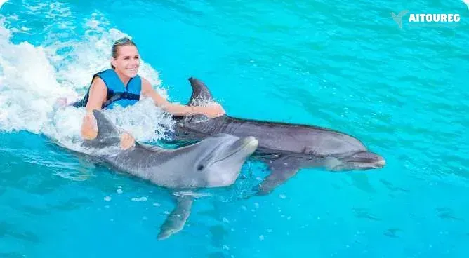 Swimming with dolphins excursion from sahel hashesh