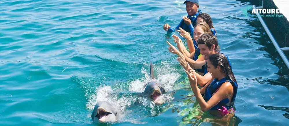 Swimming with dolphins excursion from sahel hashesh