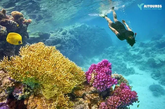 Utopia island snorkeling tour from sahel hashesh