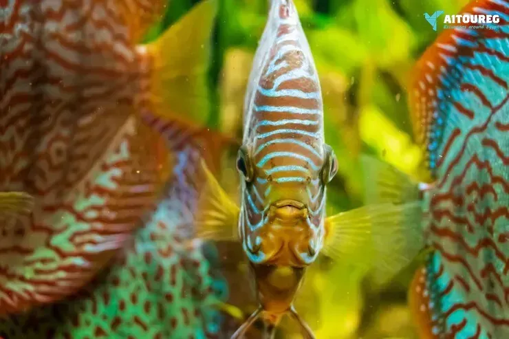 Utopia Island Snorkeling Excursions from Hurghada