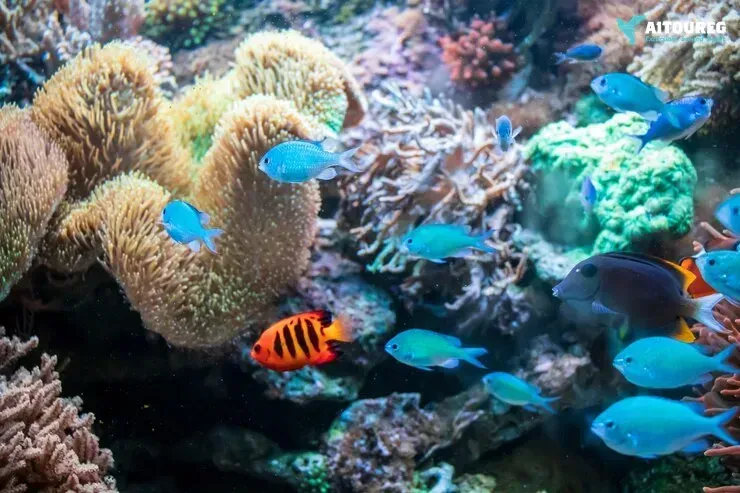 Utopia Island Snorkeling Excursions from Hurghada