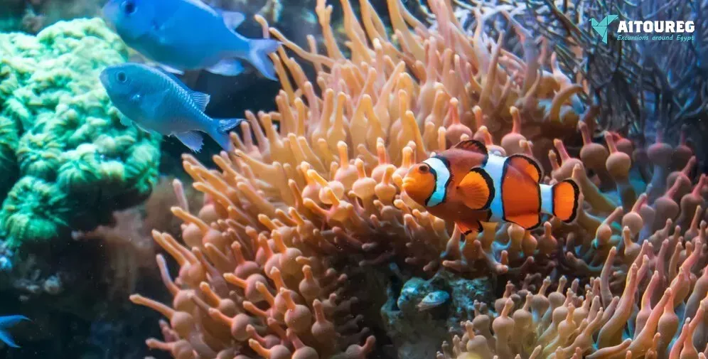 Utopia Island Snorkeling Excursions from Hurghada
