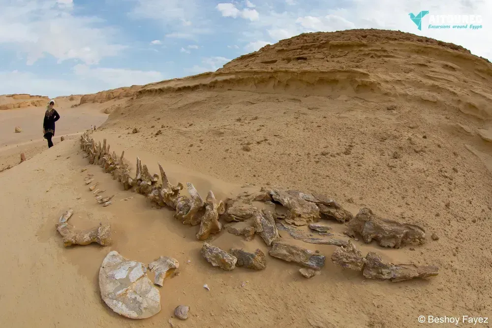 Wadi al hitan day trip from fayoum oasis