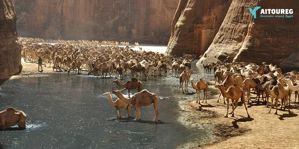 Wadi El Gemal Tours in Marsa Alam | Explore Marsa Alam, Egypt Tours