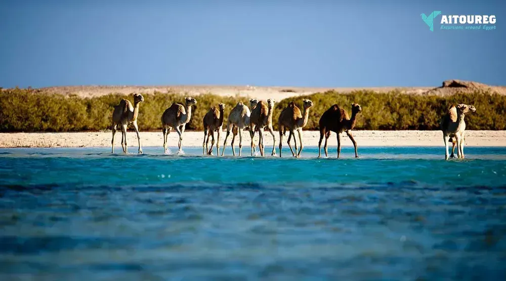 Wadi El Gemal Tours in Marsa Alam | Explore Marsa Alam, Egypt Tours