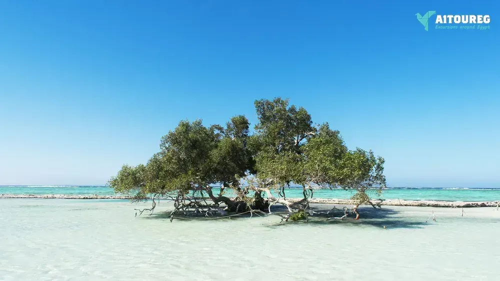 Wadi el gemal excursions in portghalib