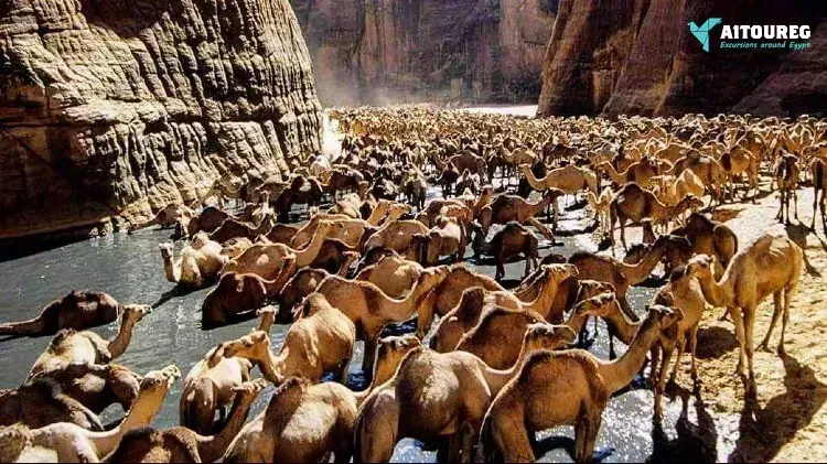 Wadi el gemal excursions in portghalib