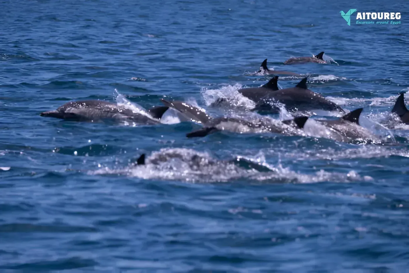 Escursioni a El Gouna – Dolphin House e nuoto coi delfini