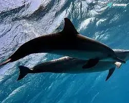 Prenotare escursioni El Quseir snorkeling Mar Rosso safari