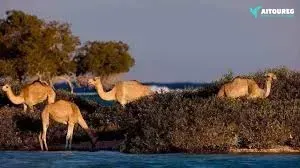 Wadi El Gimal safari tour Red Sea national park Egypt