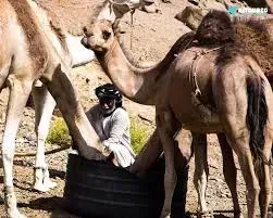Safari Wadi El Gimal désert Mer Rouge Égypte
