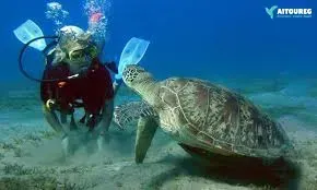 Marsa Alam Ausflüge – Begegnung mit Meeres­schildkröten in Abu Dabbab