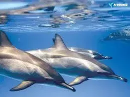 Marsa Alam Excursions – snorkeling in crystal-clear Red Sea waters