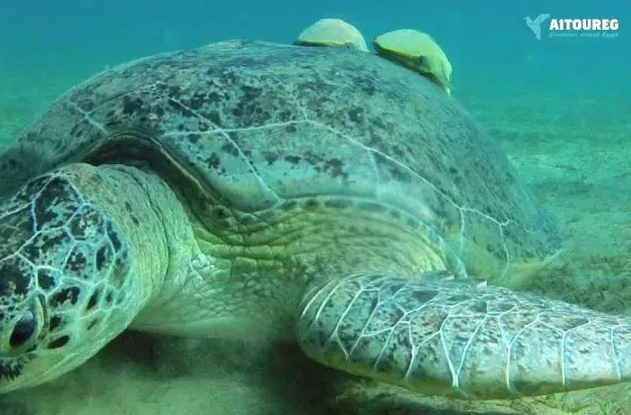 Excursions Port Ghalib Mer Rouge snorkeling