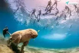 Excursions Port Ghalib Mer Rouge snorkeling