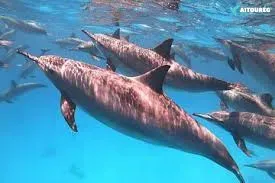 Port Ghalib tours Red Sea snorkeling coral reef Egypt